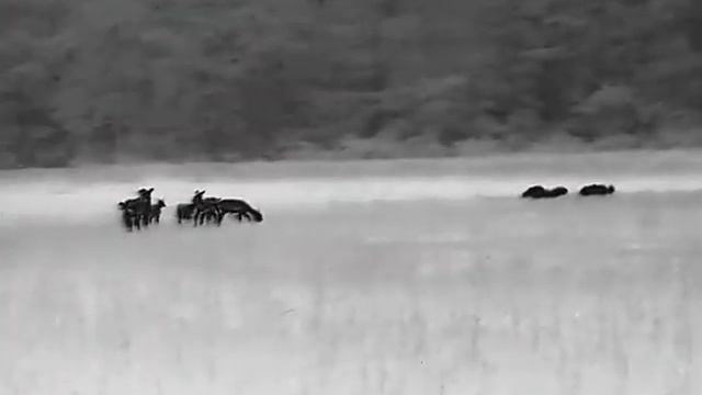 Hikmicro Thunder TQ50, boars, falow deers смотреть онлайн