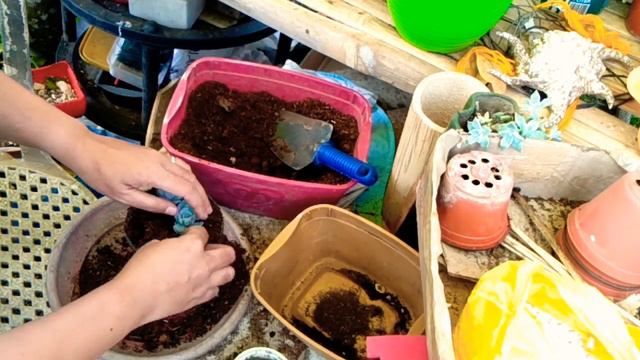 Blue Rose Repotting смотреть онлайн