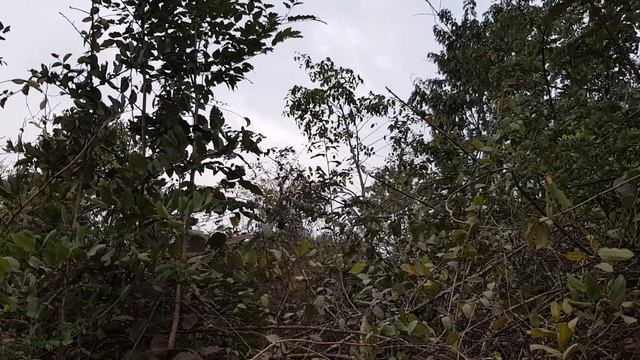 Звуки Индии, джунгли , голоса птиц, вдалеке слышна пуджа...Гоа Индия 2023 год смотреть онлайн