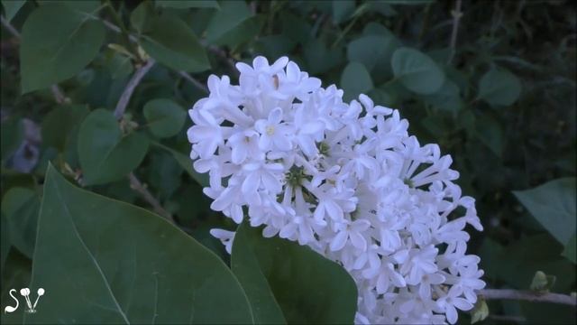 Syringa vulgaris / Настоящая сирень в Израиле / לילך מצוי בארץ смотреть онлайн