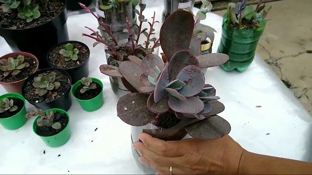 RESULTADO INCRÍVEL😱😱 - HASTE FLORAL DE SUCULENTAS DÃO MUDINHAS? / Paraíso da Suculenta смотреть онлайн