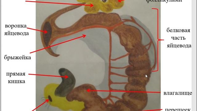 Особенности органов размножения самок птиц смотреть онлайн