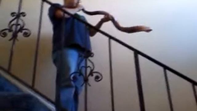 45" Kishreykodesh kudu shofar смотреть онлайн