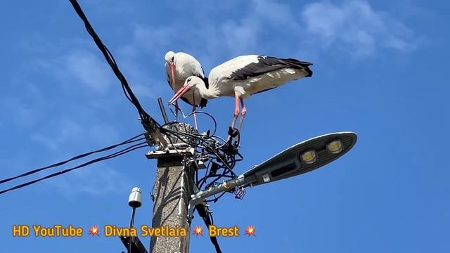 Красивенно! Аисты белые, яблоки красные, ноготки жёлтые! It turned out beautifully! Look! смотреть онлайн