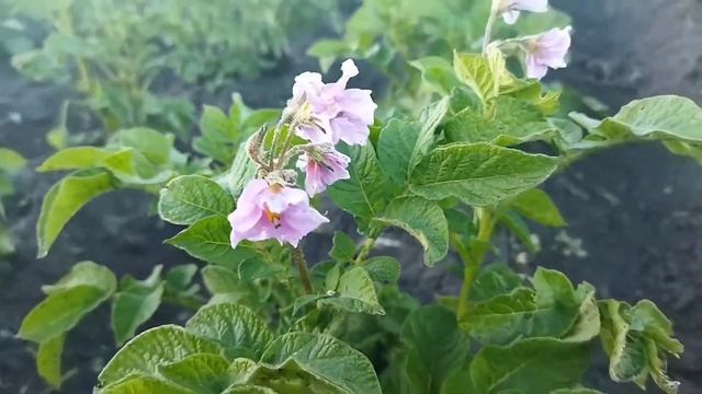 Цветущий картофель. Цветы картошки смотреть онлайн
