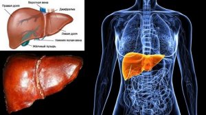 Урок №24 "Печень, поджелудочная железа строение и функции"