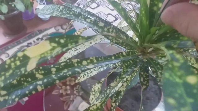 Қандай гүлдерді гүлдетуге болмайды? Жауап: өз пікірім! смотреть онлайн