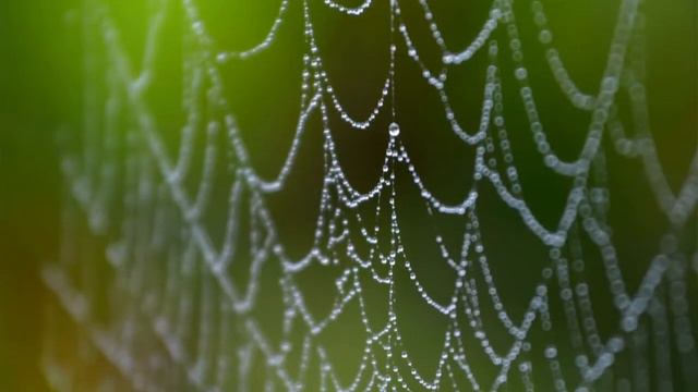Mosquito Joe Perimeter Pest Services - Spiders (Halloween) смотреть онлайн
