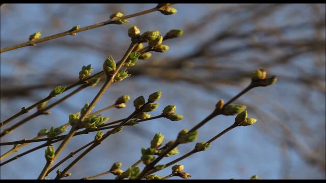 Скоро будет солнечно... скоро весна