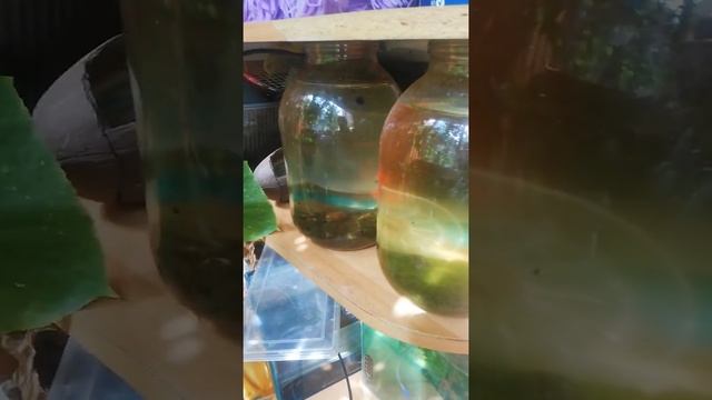 ДАфния моина(уход,разведение) смотреть онлайн
