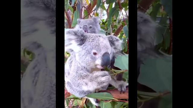 Сумка у коалы в котором она носит детёныша,открывается вниз, а не вверх. смотреть онлайн