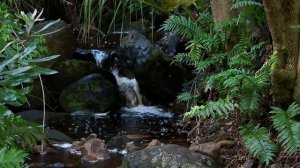 Звуки природы, журчание ручья, пение птиц. ? Красивый лесной ручей 2 часа. ? Лесной релакс