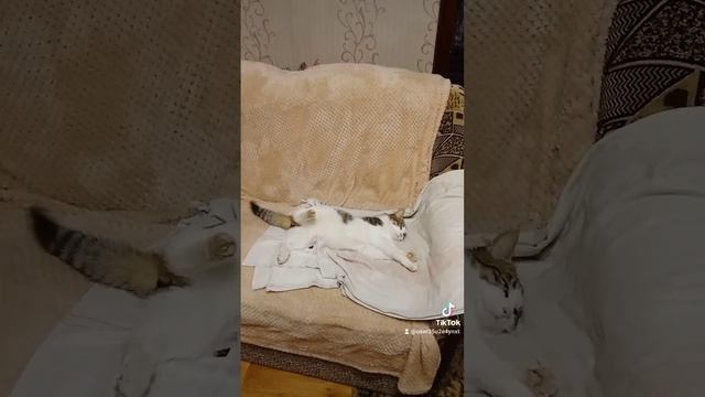 кот кайфует