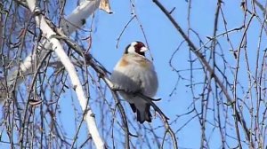 Черноголовый щегол поет