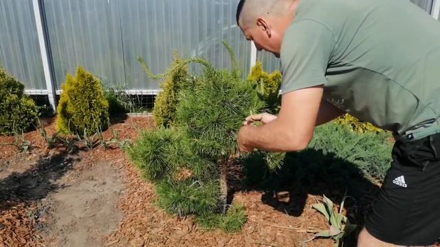 СТРИЖЕМ СОСНУ ОБЫКНОВЕННУЮ. смотреть онлайн