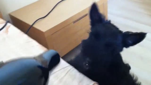 Скотч терьер Салли и фен смотреть онлайн