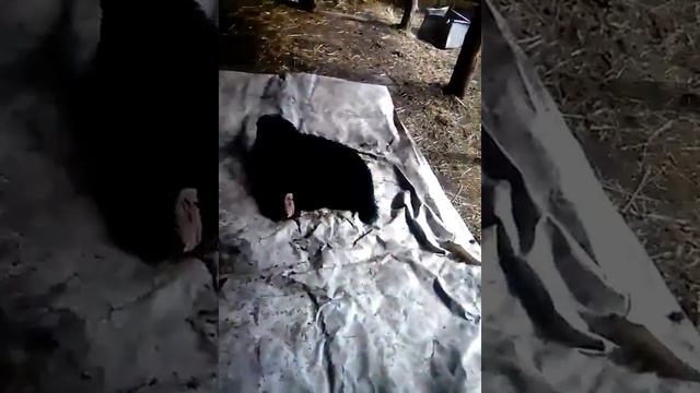 Как нужно стричь овец смотреть онлайн