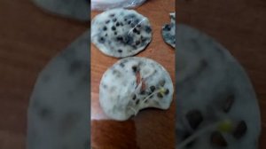 как вырастить китайскую розу из семечки