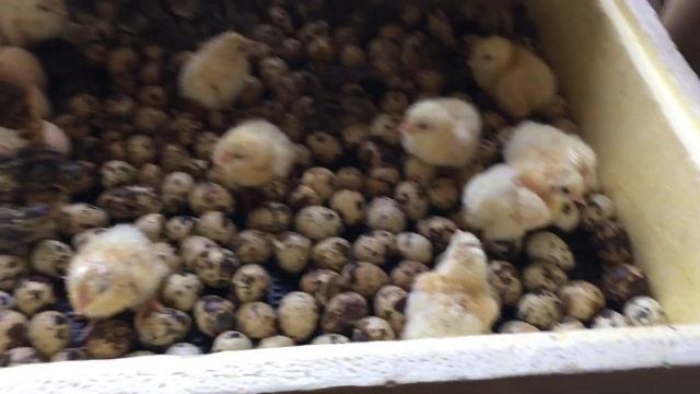 Бройлеры КОББ 700 и перепела Эстонской породы вылупляются вместе. смотреть онлайн