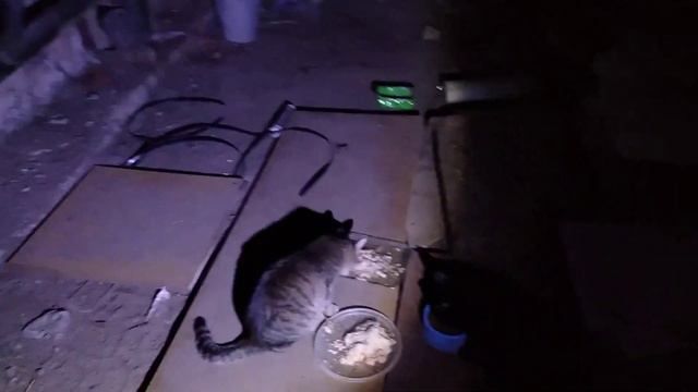 Котики 11 января 2024 год Кормлю уличных котят в подвале