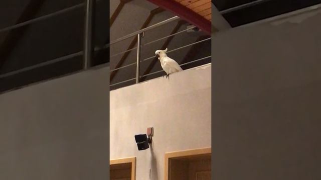 Какаду Чико танцует 2/ Kakadu Chico tanzt смотреть онлайн