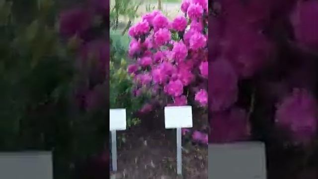 И Рододендрон! От финской зимы всё краше! смотреть онлайн