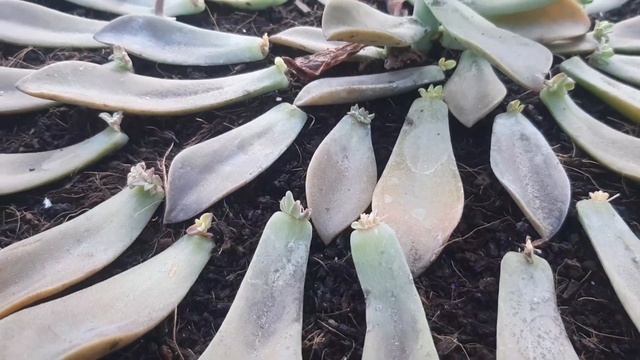 STONE FLOWER LEAF PROPOGATION UPDATES смотреть онлайн
