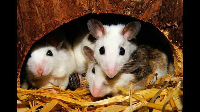 Three Blind Mice 3 Blind Mice | Kids Songs | Instrumental Songs | Folk Songs | Fun Songs | Nursery смотреть онлайн