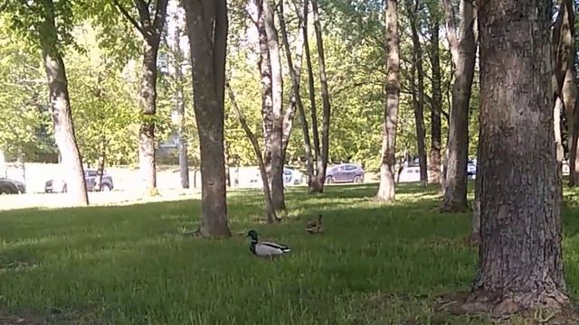 Дикие утки в парке