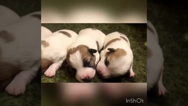 Джек Рассел терьер( щенки ). смотреть онлайн