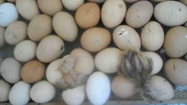 сначала появилась -курица или яйцо? смотреть онлайн