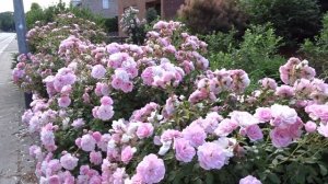 Роза "Боника 80" (Rose Bonica 80).