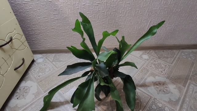 Папоротник ПЛАТИЦЕРИУМ, Олений рог. Platycerium.