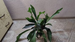 Папоротник ПЛАТИЦЕРИУМ, Олений рог. Platycerium.