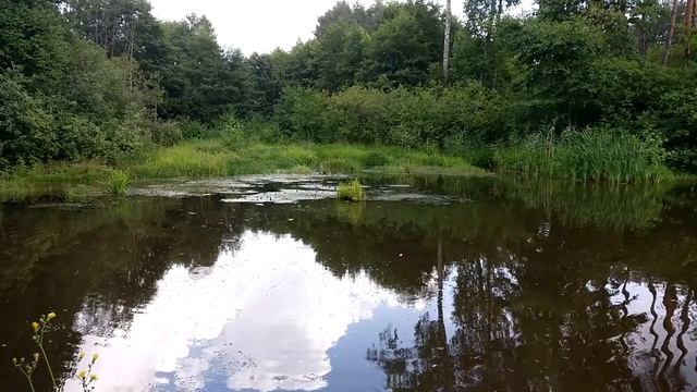 ✅?ВЗОРВАЛИ ПЕТАРДЫ НА ГЛУБИНЕ |ТЕСТ ПЕТАРД ПОД ВОДОЙ | ВЗРЫВАЕМ БОЛОТО |Эксперимент: Петарды + Озер смотреть онлайн