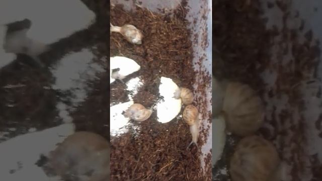 овумы |стандарты|гипомиланики|сильверы|улитки архахатины| смотреть онлайн