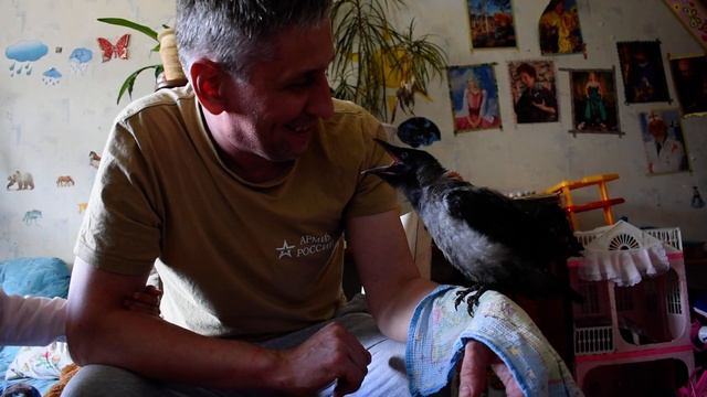 Учим ворону говорить смотреть онлайн