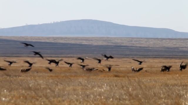 C гусиной кормежки / Anser fabalis L. / Bean Goose смотреть онлайн
