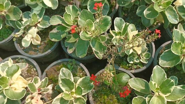 Florist Kalanchoe l Blossfeldiana Kalanchoe l Kalanchoe Flowers смотреть онлайн