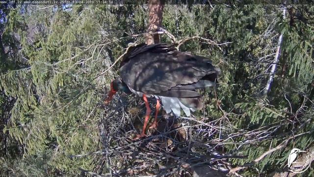 LDF Melnais stārķis~Kaupo comes home nest defending~11:33 AM 2019/04/13 смотреть онлайн