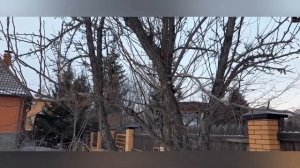 привой для прививки (как заготовить и где хранить)