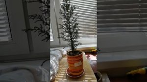 1. Как выростить кипарис дома из семян