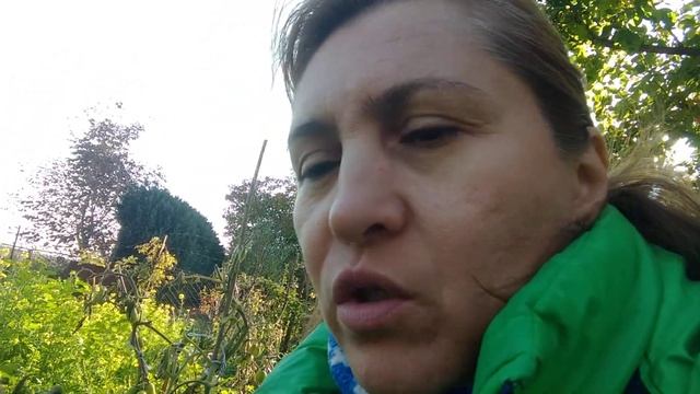 Зелёные помидоры поспевают в конце октября,мой експеремент удался!!!! смотреть онлайн