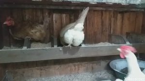 Чем мы застилаем пол в курятнике