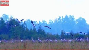 Евгений Любимцев - Над полями пролетают журавли
