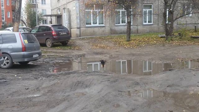 Заблудившаяся утка в Красноярске смотреть онлайн