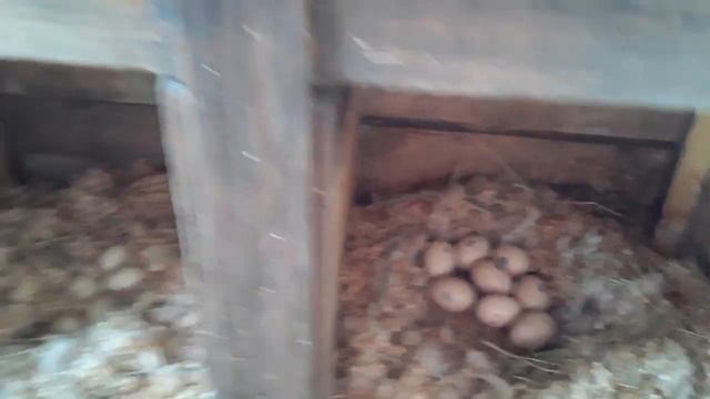 Что делать если утки несутся в одно .Сколько хранятся яйца. Бассейн для уток смотреть онлайн