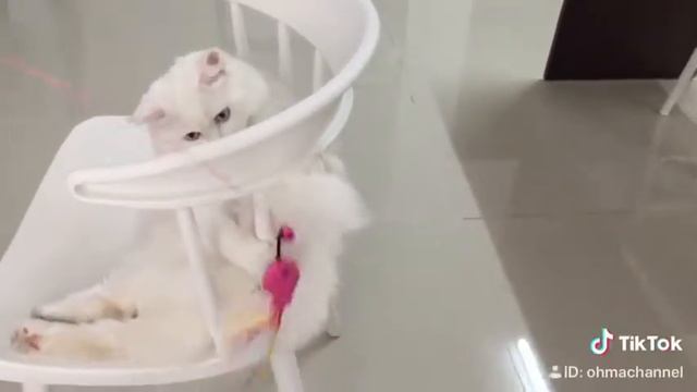 Mew Mew TikTok смотреть онлайн