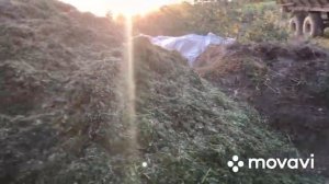 Заготавливаю силос домой на зиму