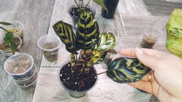 новиночки,алоказии,сингониум,калатея,каладиум смотреть онлайн